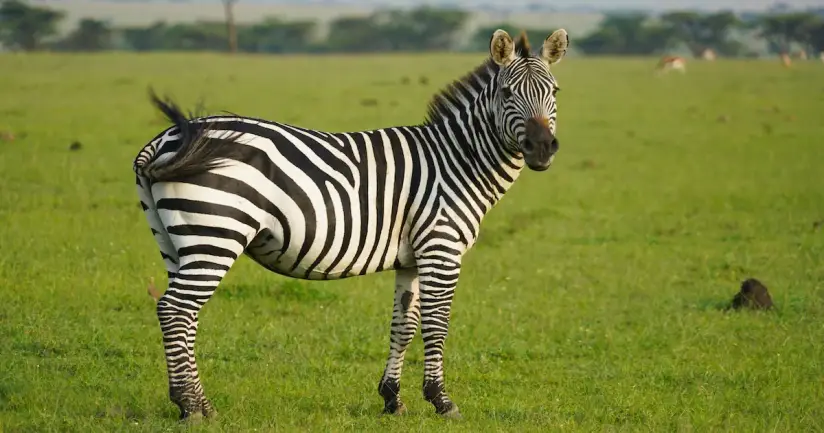 Are Zebras Black Animals with White Stripes or White Animals with Black Stripes?